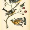 Black-and-yellow Wood-Warbler, 1. Male 2. Female 3. Young (Flowering Raspberry. Rubus odoratus.)