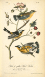 Black-and-yellow Wood-Warbler, 1. Male 2. Female 3. Young (Flowering Raspberry. Rubus odoratus.)