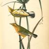 Prairie Wood-Warbler, 1. Male 2. Female (Buffalo Grass.)