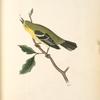 Blue-Mountain Warbler, Male