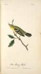 Blue-Mountain Warbler, Male