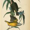 Connecticut Warbler, 1. Male 2. Female (Gentiana Saponaria.)
