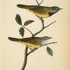 Macgillivray's Ground-Warbler, 1. Male 2. Female