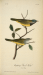 Macgillivray's Ground-Warbler, 1. Male 2. Female