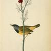 Mourning Ground-Warbler, Male (Pheasant's-eye Flos-Adonis.)