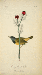 Mourning Ground-Warbler, Male (Pheasant's-eye Flos-Adonis.)