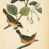 Maryland Ground-Warbler, 1. Adult Male 2. Young Male 3. Female (Bitter-wood Tree.)
