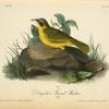 Delafield's Ground-Warbler, Male