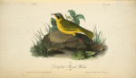 Delafield's Ground-Warbler, Male