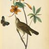 Swainson's Swamp-Warbler, Male (Orange-coloured Azalea. Azalea caledulacea.)