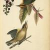 Worm-eating Swamp-Warbler, 1. Male 2. Female (American Poke-weed. Phytolacca decandra.)