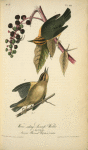 Worm-eating Swamp-Warbler, 1. Male 2. Female (American Poke-weed. Phytolacca decandra.)