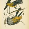 Prothonotary Swamp-Warbler, 1. Male 2. Female (Cane Vine.)