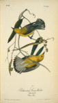 Prothonotary Swamp-Warbler, 1. Male 2. Female (Cane Vine.)