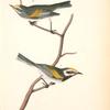 Golden-winged Swamp-Warbler, 1. Male 2. Female