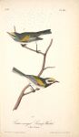 Golden-winged Swamp-Warbler, 1. Male 2. Female