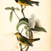 Bachman's Swamp-Warbler, 1. Male 2. Female (Gordonia pubescens.)