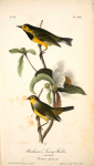 Bachman's Swamp-Warbler, 1. Male 2. Female (Gordonia pubescens.)