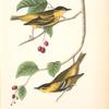 Carbonated Swamp-Warbler, Males (May-bush or Service. Pyrus Botryapium.)