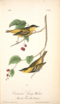 Carbonated Swamp-Warbler, Males (May-bush or Service. Pyrus Botryapium.)