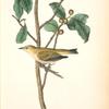 Tennessee Swamp-Warbler, Male (Ilex laxyflora.)
