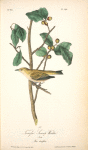 Tennessee Swamp-Warbler, Male (Ilex laxyflora.)