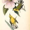 Blue-winged Yellow Swamp-Warbler, 1. Male 2. Female (Cotton Rose. Hibiscus grandiflorus.)