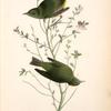 Orange-crowned Swamp-Warbler, 1. Male 2. Female (Huckleberry. Vaccinium frondosum.)