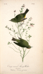 Orange-crowned Swamp-Warbler, 1. Male 2. Female (Huckleberry. Vaccinium frondosum.)