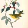 Nashville Swamp-Warbler, 1. Male 2. Female (Swamp spice. Ilex prinoides.)