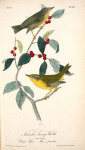 Nashville Swamp-Warbler, 1. Male 2. Female (Swamp spice. Ilex prinoides.)