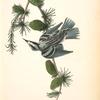 Black-and-white Creeping-Warbler, Male (Black Larch. Pinus pendula.)