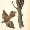 Brown Tree-creeper, 1. Male 2. Female