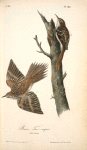 Brown Tree-creeper, 1. Male 2. Female