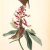 Great Carolina Wren, 1. Male 2. Female (Dwarf Buck-eye. Æsculus Pavia.)