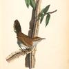 Bewick's Wren, Male (Iron-wood Tree)