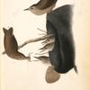House Wren, 1. Male 2. Female 3. Young (In an old Hat.)