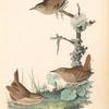 Winter Wren, 1. Male 2. Female 3. Young