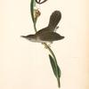 Parkman's Wren, Male (Pogonia divaricata.)
