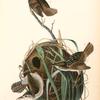 Marsh Wren, 1. Male 2. Female and nest