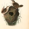 Short-billed Marsh Wren, 1. Male 2. Female and nest