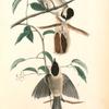 Carolina Titmouse, 1. Male 2. Female (Plant. Supple Jack.)