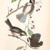 Hudson's Bay Titmouse, 1. Male 2. Female 3. Young