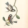 Chesnut-backed Titmouse, 1. Male 2. Female