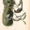 Chesnut-crowned Titmouse, 1. Male 2. Female and Nest