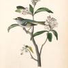 Cuvier's Kinglet, Male (Broad-leaved laurel. Kalmia latifolia.)