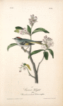 Cuvier's Kinglet, Male (Broad-leaved laurel. Kalmia latifolia.)