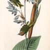 American Golden-crested Kinglet, 1. Male 2. Female (Thalia dealbata.)