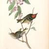 Ruby-crowned Kinglet, 1. Male 2. Female (Kalmia augustifolia.)