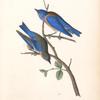 Western Blue Bird, 1. Male 2. Female